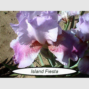 Island Fiesta